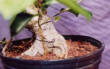 Ficus kingman grafted root